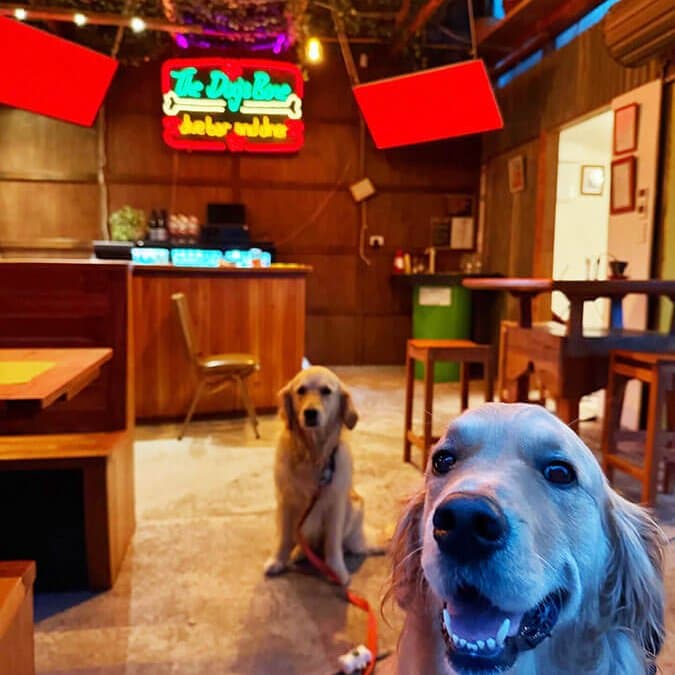 The Dogs Bone Nelson 2