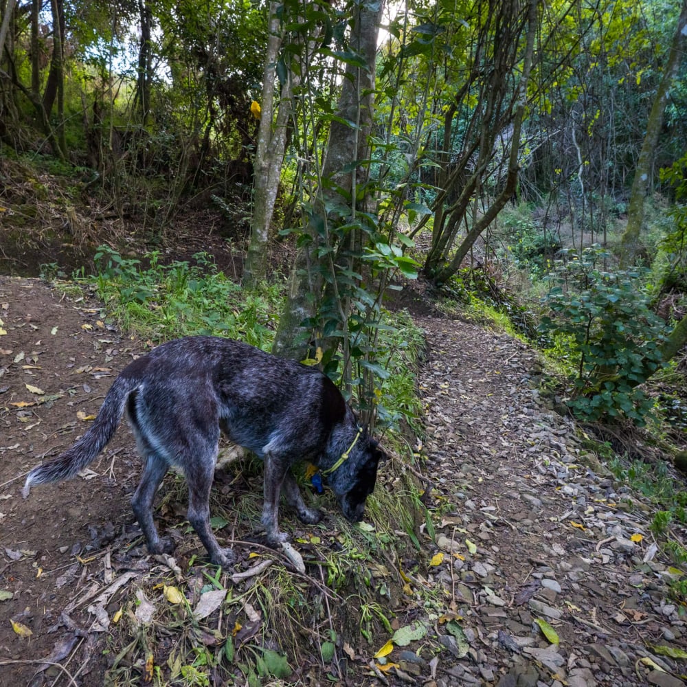 Grampians dog friendly walks in Nelson (3)