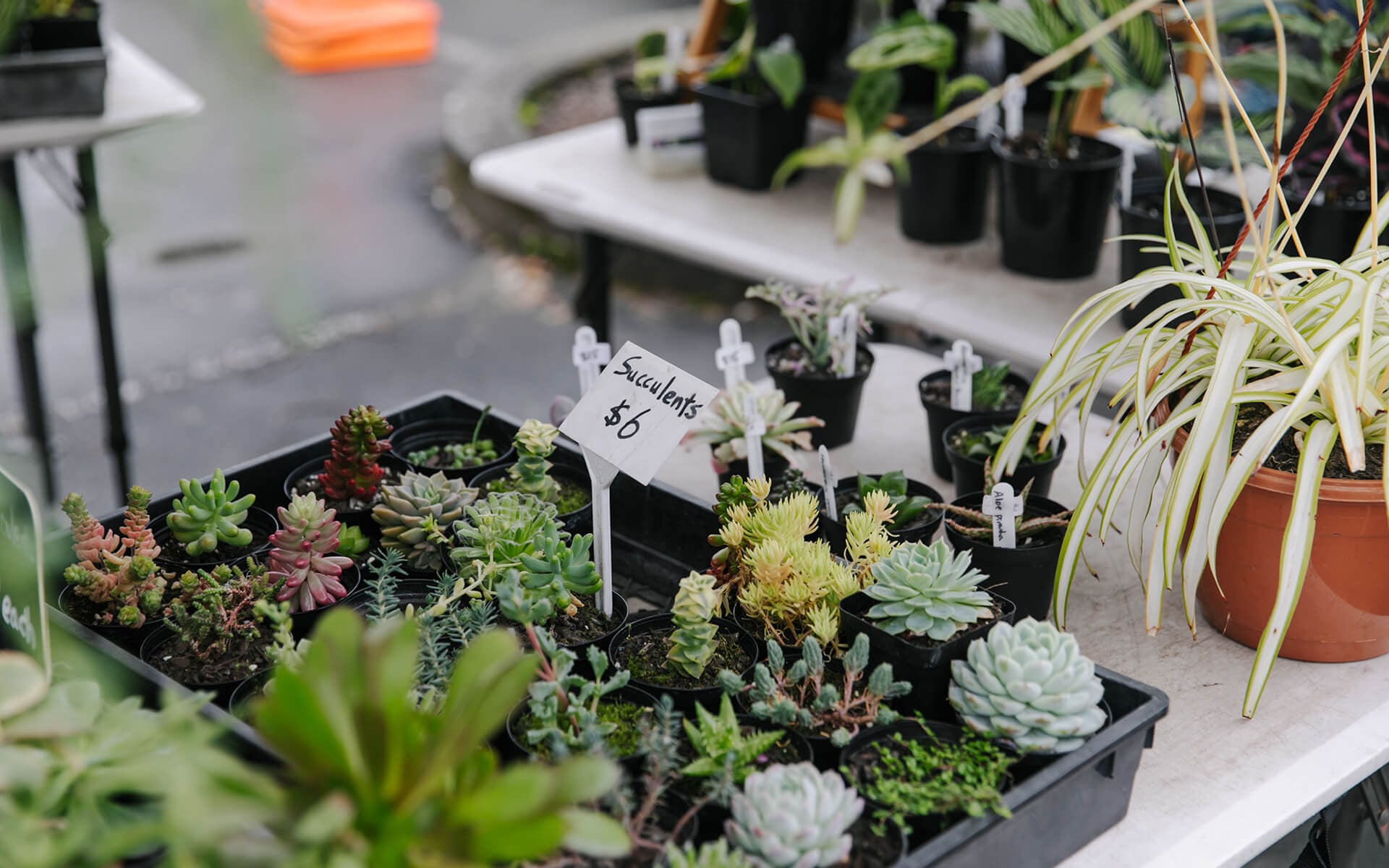 Nelson Market Saturday by Neat Places 4