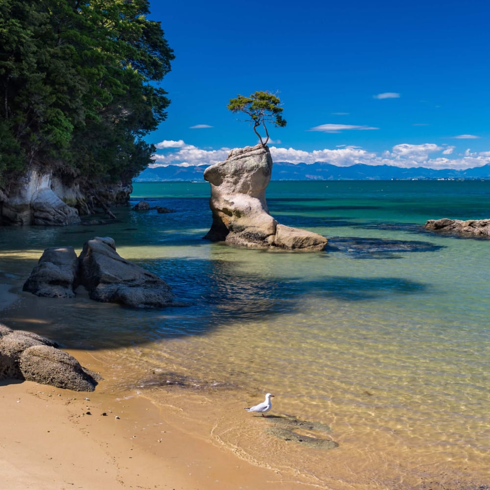 Tinline Bay Tree by Kaiteriteri Recreation Reserve