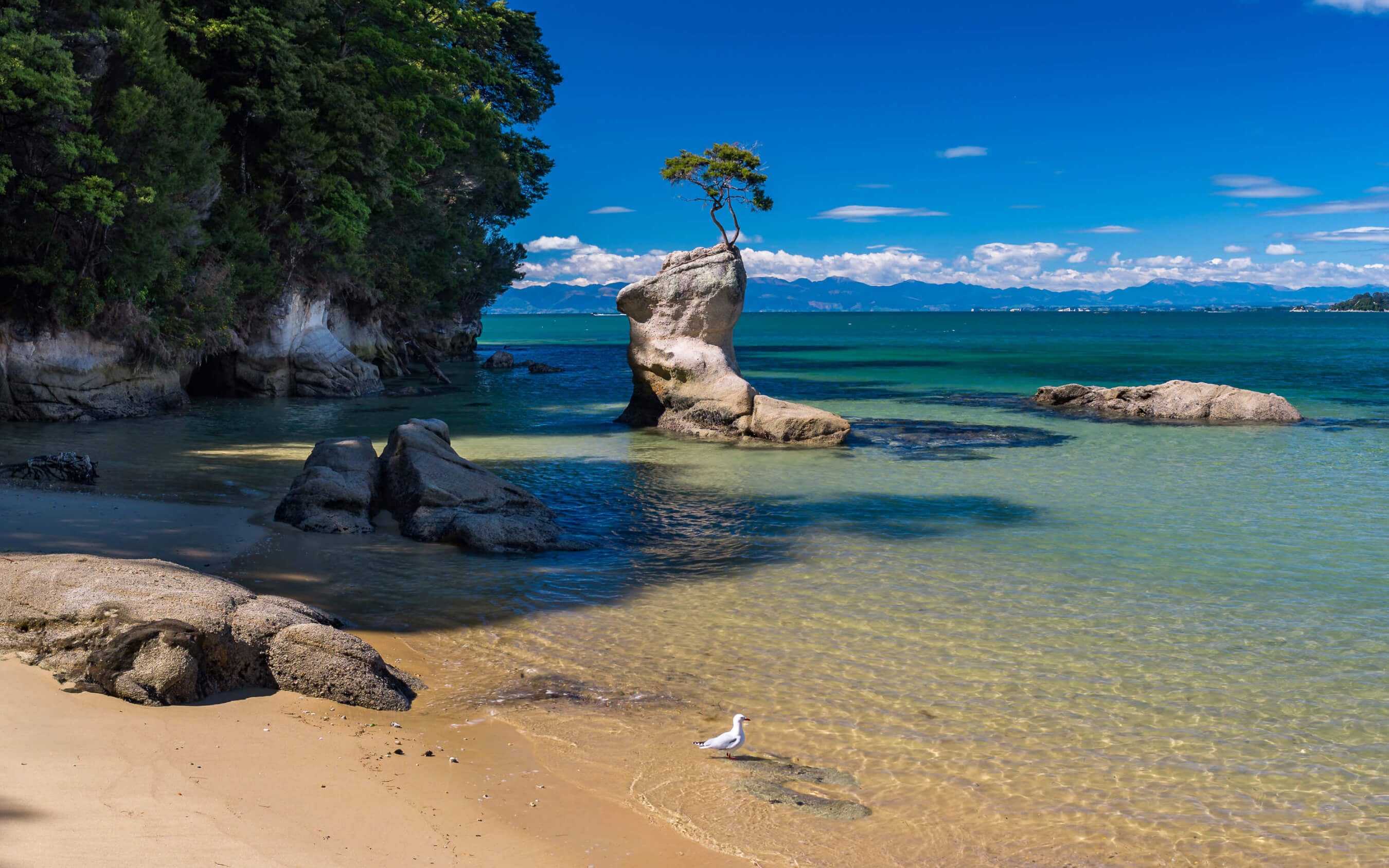 Tinline Bay Tree by Kaiteriteri Recreation Reserve