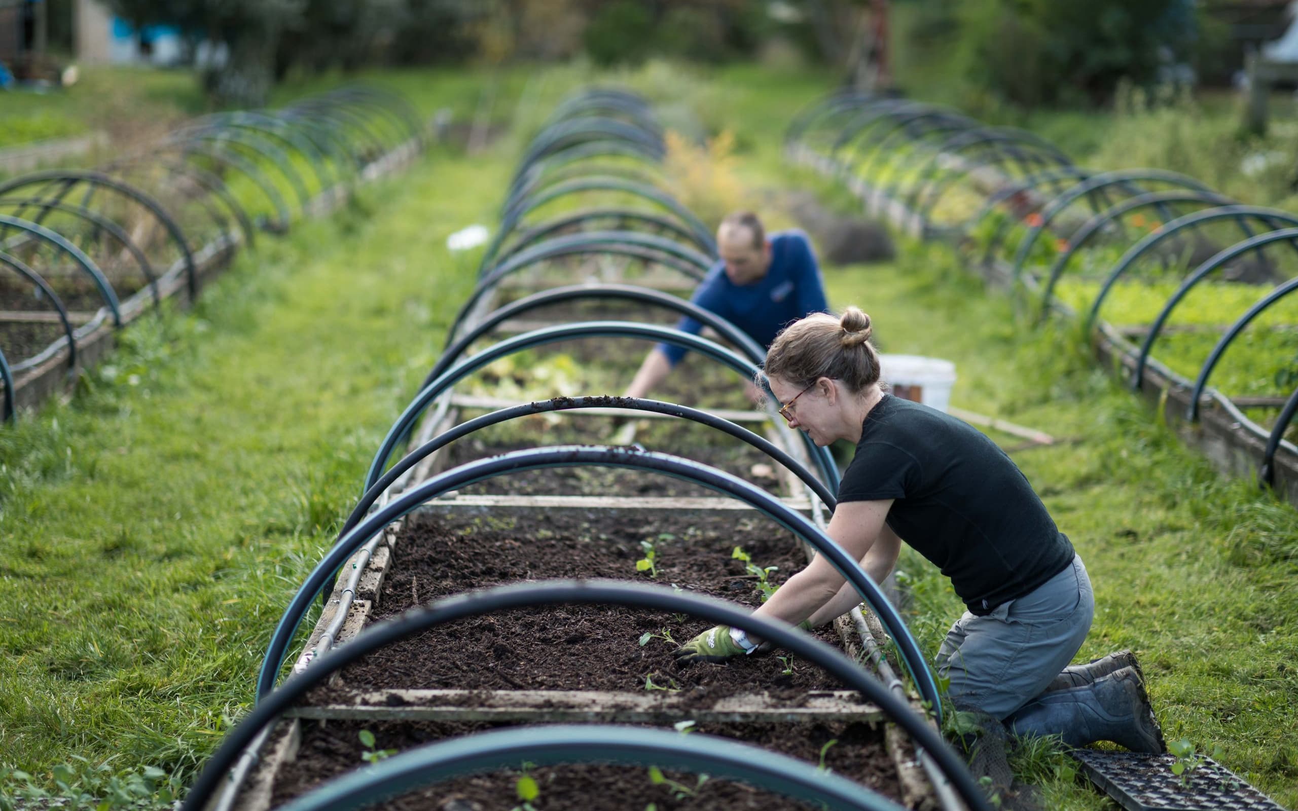 Growing herbs and veggies at TOAD Hall