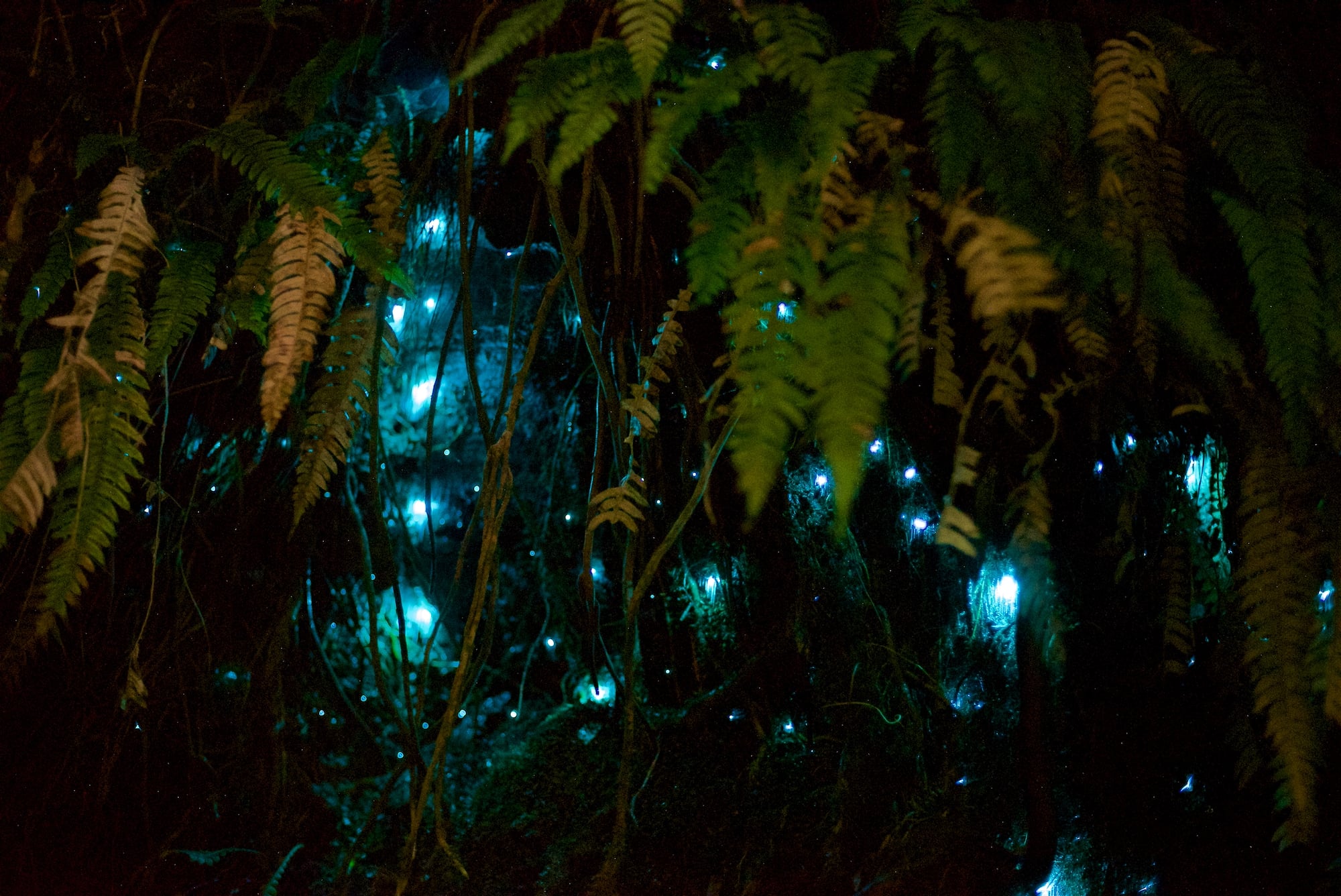 Glowworms