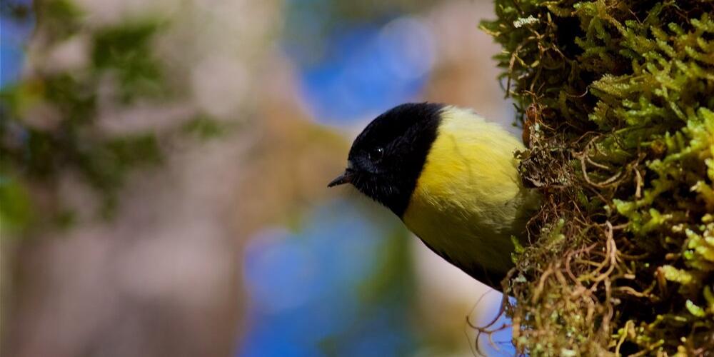 Bird from behind a tree by Andy MacDonald Brook Waimārama Sanctuary