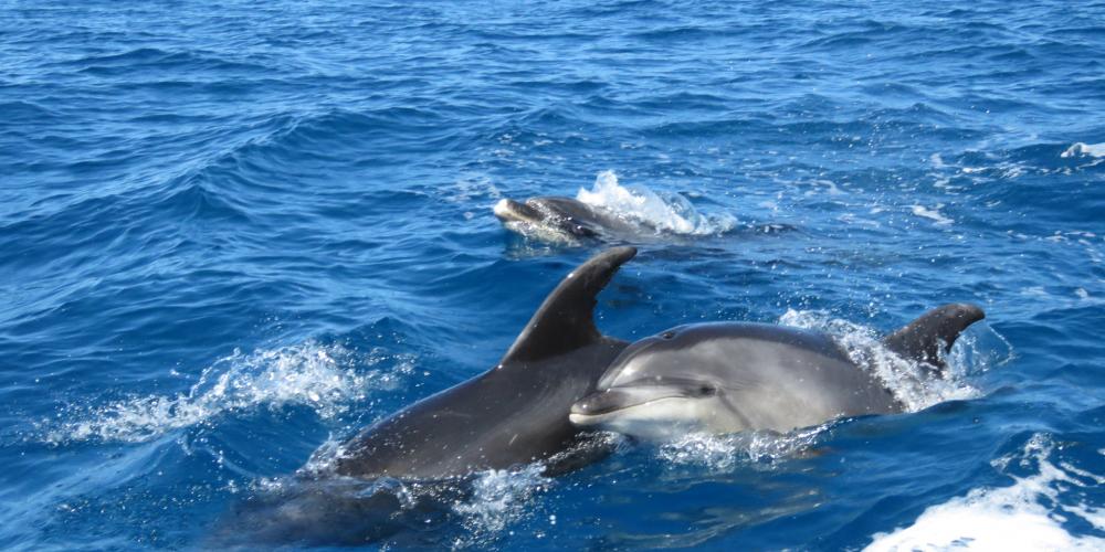 Dolphins3 Abel Tasman Eco Boat Tours