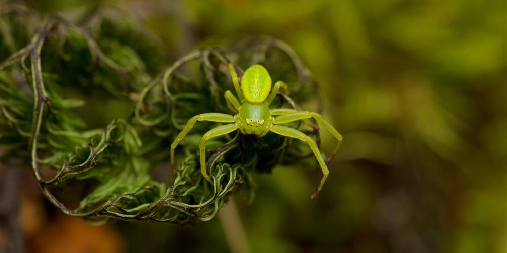 Green Spider by Andy MacDonald Brook Waimārama Sanctuary