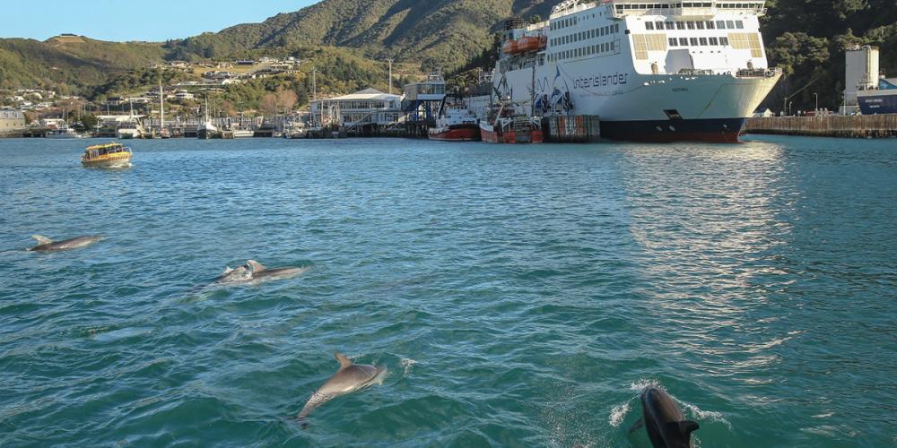 Interislander Picton Kaitaki docked with dolphins RP19 49 1 Interislander - Cook Strait Ferry