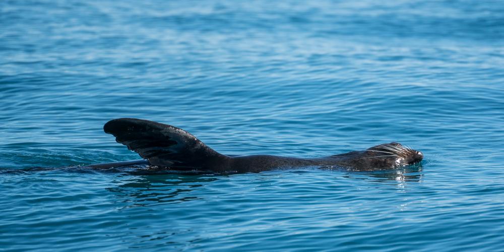 New Zealand Fur Seal Swimming Abel Tasman Eco Boat Tours