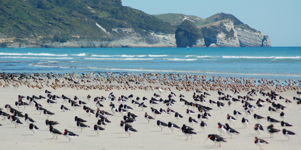 Waders and Cape Farewell Farewell Spit Tours