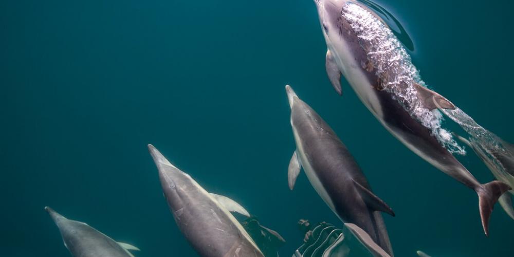 dolphins2 Abel Tasman Charters