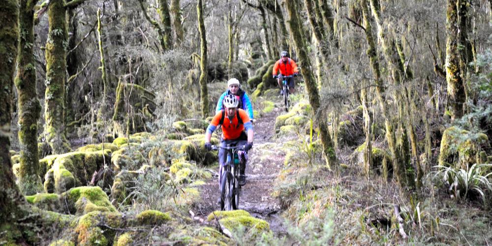 heaphy Forest Mountain Bike Tours, Shuttles and Transfers