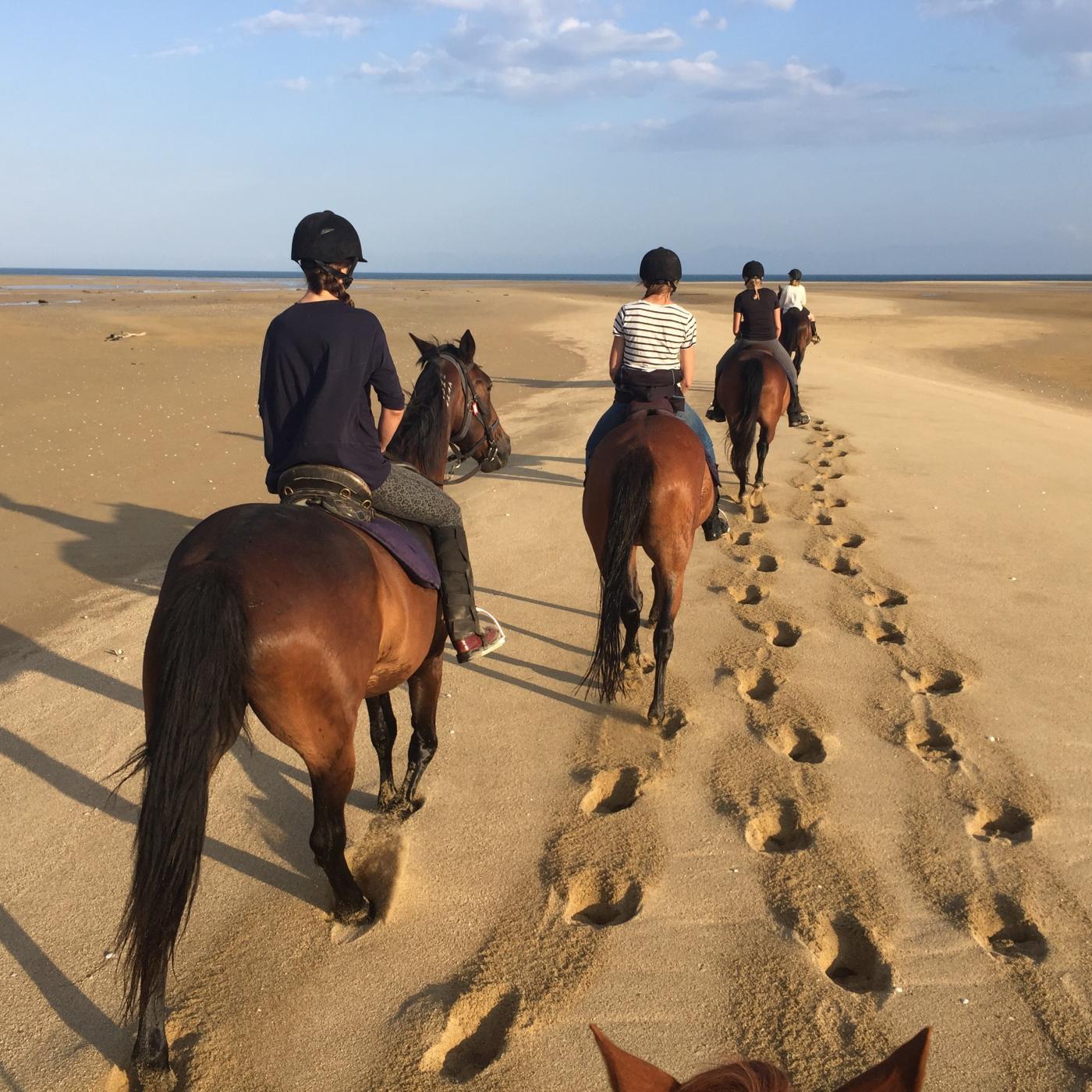 Horses on beach Marahau2
