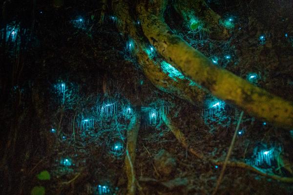 Glowworm and Forest-after-dark tour